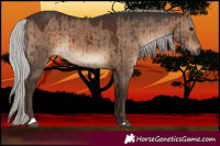 Horse Color:Silver Brown Dun Brindle 