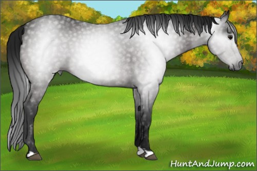 Horse Color:Gray Brown 