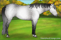 Horse Color:Gray Brown 