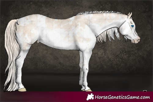 Horse Color:White Spotted Chocolate Palomino Pearl Dun Sabino Splash Brindle 