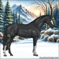 Horse Color:White Spotted Black 