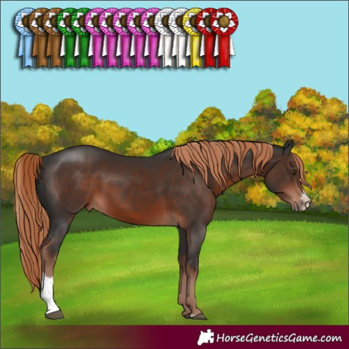 Horse Color:Liver Chestnut Sabino