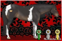 Horse Color:Smoky Black Tobiano 