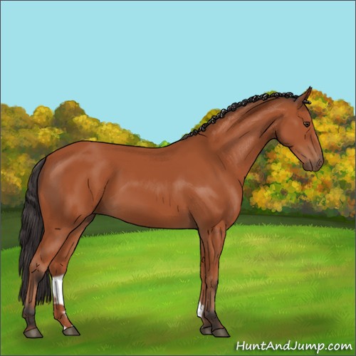 Horse Color:Bay 