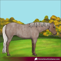 Horse Color:Silver Blue Roan 