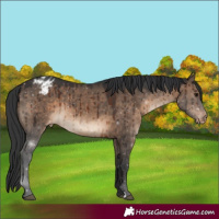 Horse Color:Brown Dun Appaloosa Brindle 