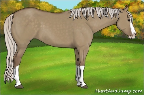 Horse Color:Silver Grullo Splash