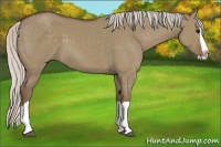 Horse Color:Silver Grullo Splash