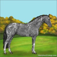 Horse Color:Black Ice 