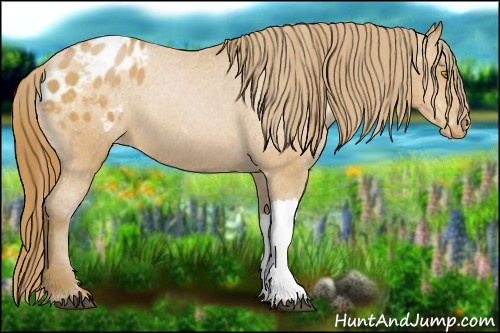 Horse Color:Bay Pearl Appaloosa 