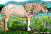 Horse Color:Bay Pearl Appaloosa 