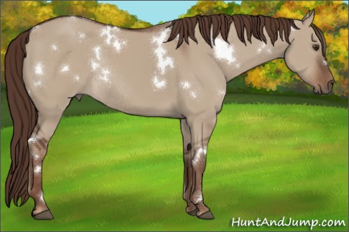 Horse Color:White Spotted Liver Red Dun Rabicano 