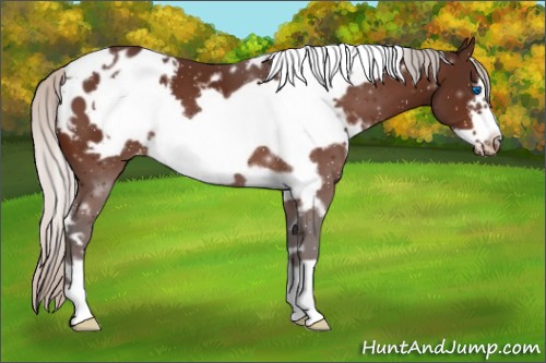 Horse Color:White Spotted Silver Bay Frame Appaloosa