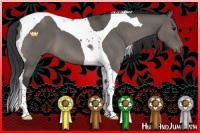 Horse Color:Grullo Tobiano