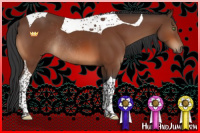 Horse Color:Brown Tobiano Rabicano