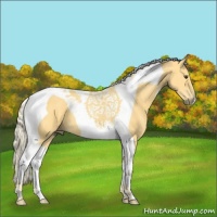 Horse Color:Palomino Tobiano 