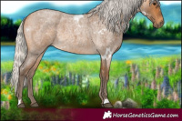 Horse Color:White Spotted Silver Buckskin Roan 