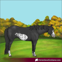 Horse Color:Black  and Black Frame 