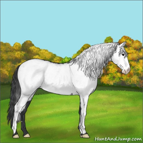 Horse Color:White Spotted Black 