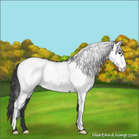 Horse Color:White Spotted Black 