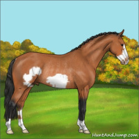 Horse Color:Bay Frame Rabicano 