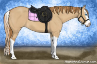 Horse Color:Red Dun Splash 