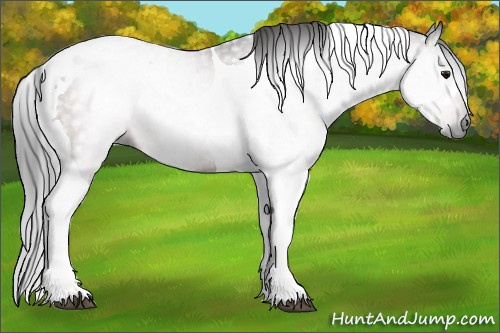 Horse Color:Gray Bay Tobiano Rabicano 
