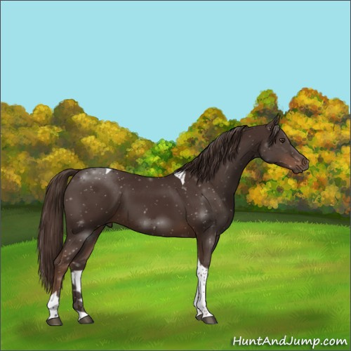 Horse Color:Liver Chestnut Tobiano 