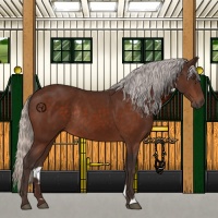 Horse Color:Silver Brown Rabicano 