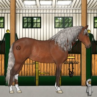 Horse Color:Silver Bay Rabicano