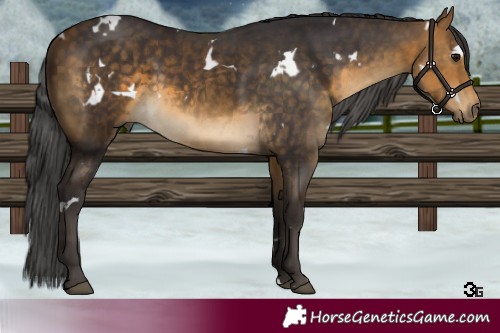 Horse Color:White Spotted Buckskin 