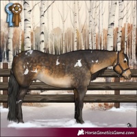 Horse Color:White Spotted Buckskin 