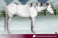 Horse Color:White Spotted Smoky Grullo Sabino Brindle 