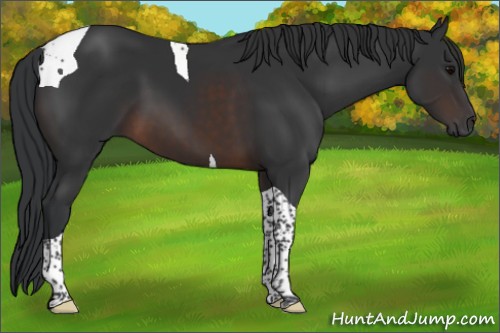 Horse Color:Brown Tobiano 