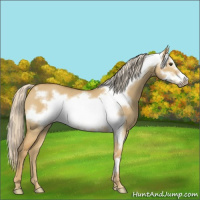 Horse Color:Palomino Dun Frame 
