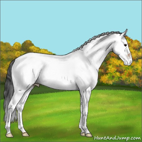 Horse Color:White Spotted Bay 