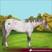 Horse Color:Liver Red Roan 