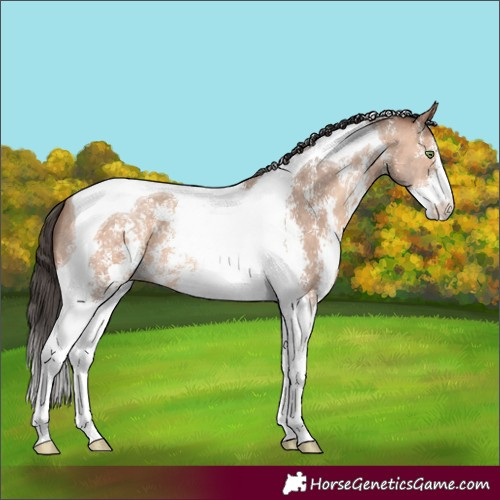 Horse Color:Amber Champagne Sabino Tobiano 
