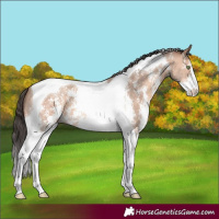Horse Color:Amber Champagne Sabino Tobiano 