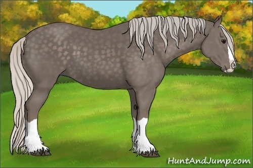 Horse Color:Silver Black Splash 