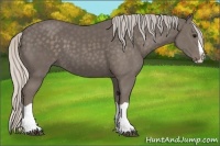 Horse Color:Silver Black Splash