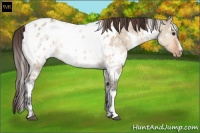 Horse Color:White Spotted Bay Ice Dun Appaloosa