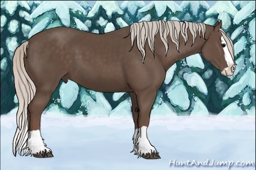 Horse Color:Silver Black Splash