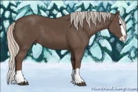 Horse Color:Silver Black Splash
