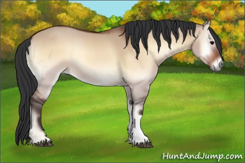 Horse Color:Bay Onyx 