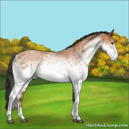 Horse Color:White Spotted Bay 