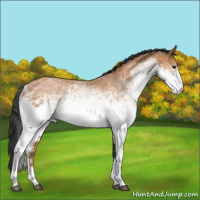 Horse Color:White Spotted Bay 