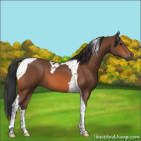 Horse Color:Bay Tobiano 