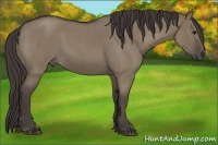 Horse Color:Smoky Grullo Roan 
