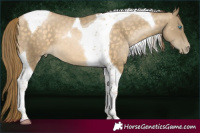 Horse Color:Buckskin Pearl Tobiano
